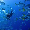A student studying abroad with SFS: Turks & Caicos - Marine Resource Management Studies