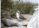 Ecuador's Galapagos Islands (Ecological wonderlands of the Galapagos Islands) - Tour Length: 8 Days