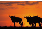 Southern African Circuit: 32-Day Cultural & Wildlife Adventure