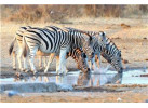 Splendors of Southern Africa - Namibia, Botswana and Zimbabwe