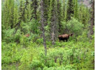 Alaska Family | Kenai Peninsula