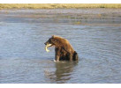 Fishing and Bear Viewing Combination