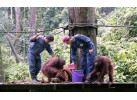 Borneo - Into the Heart of the Rainforest