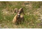 Rafting Adventure on Snake River Through Hells Canyon (5 Days)
