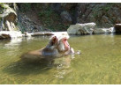 See the Famous Snow Monkeys of Japan