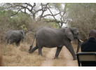 South African Safari and Victoria Falls