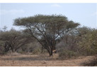South African Safari and Victoria Falls