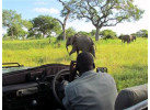 Search out and photograph diverse wildlife in Tarangire Safari Experience