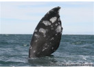 The Extraordinary Whales of Baja