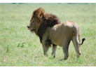 The Micato Grand Safari: The Pinnacle of Luxury Safari Adventure
