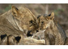 Grand Safari - 15 Day Tour