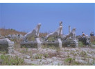 Greek Island Odyssey