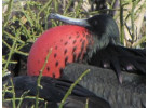 Comfort Galapagos - 6 Days G4 Cruise & Wildlife Adventure in North Islands