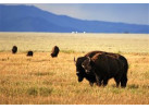Wyoming Family | Yellowstone/Teton