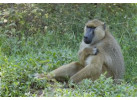 Grand Safari - 15 Day Tour