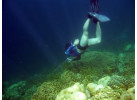 Palau Snorkeling and Sea Kayaking: Experience the Natural History Paradise of the Rock Islands