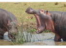7 Day Gorillas in Rwanda and Chimps and Wildlife in Uganda 