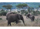 Kilimanjaro Machame Climb & Safari