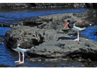 Comfort Galapagos - 6 Days G4 Cruise & Wildlife Adventure in North Islands