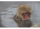 See the Famous Snow Monkeys of Japan