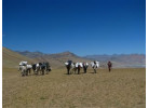 The Kingdom of Mustang 