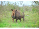 Southern African Circuit: 32-Day Cultural & Wildlife Adventure