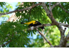 Spend 5 Days Exploring the Amazon of Ecuador