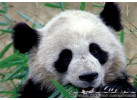 Wild & Ancient China