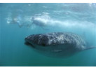 Snorkeling and Sea Kayaking in Palawan: See the Whale Sharks and the Magical Underwater World of the