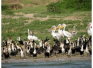 7 Day Gorillas in Rwanda and Chimps and Wildlife in Uganda 