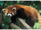 Wild & Ancient China