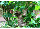 Classic Costa Rica Adventure in 9 Days