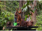The Far East Tour: Explore the Five Countries in Asia for 20 Days