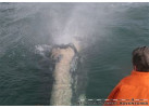 The Extraordinary Whales of Baja