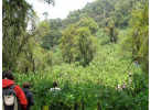 12 Day - Classic Uganda and Rwanda