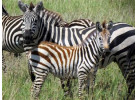 Grand Safari - 15 Day Tour
