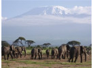 Mt Kilimanjaro - Marangu Route Trek