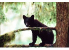 Sail to Haida Gwaii and Queen Charlotte Islands - Island Odyssey 8 Days