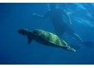 Galápagos Islands Sailing and Multi-Sport Adventure