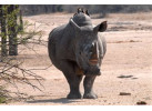 South African Safari and Victoria Falls