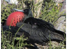 Voyage Galapagos: 7-Day G3 Cruise & Wildlife Adventure in Central Islands