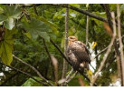 Amazon Riverboat Adventure: 9-Day River Cruise & Wildlife Adventure