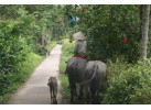 Meandering the Mekong Delta: 4-Day Biking Adventure in Vietnam