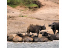 7 Day Gorillas in Rwanda and Chimps and Wildlife in Uganda 