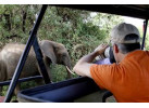 Serengeti: The Ultimate Safari Experience