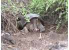 Ecuador's Galapagos Islands (Ecological wonderlands of the Galapagos Islands) - Tour Length: 8 Days