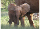 The Hemingway Wing Safari: 14 Days Exploring the Old Africa in Style