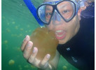 Palau Snorkeling and Sea Kayaking: Experience the Natural History Paradise of the Rock Islands