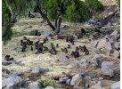 Ethiopian Odyssey