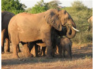Explore the Landscapes and Wildlife of Botswana Elephant Trail